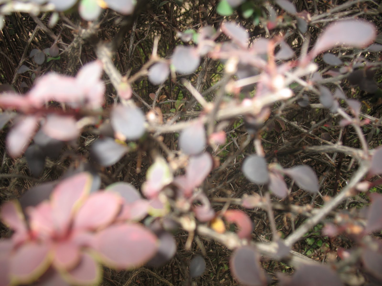 Summer Assignment 2010 Modified Stem of a Plant